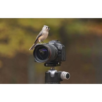 Canon-R6-Mark-III-15