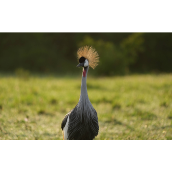 sony-fe-100-400mm-f4-5-gm-12